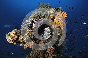 A lion fish with a Red Emperor Snapper fish