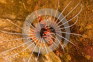 Lion fish in the Red Sea