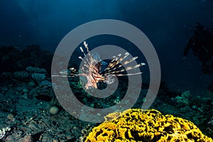 Lion fish in the Red Sea