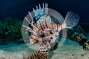 Lion fish in the Red Sea