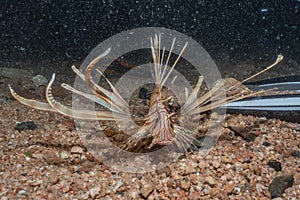 Lion fish in the Red Sea