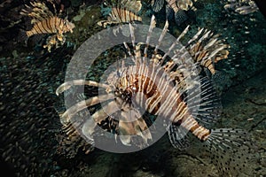 Lion fish in the Red Sea