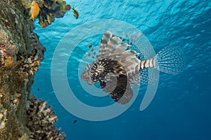 Lion fish in the Red Sea