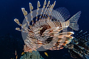 Lion fish in the Red Sea