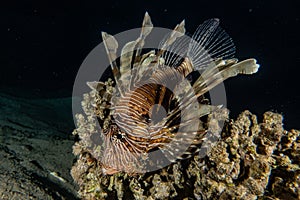 Lion fish in the Red Sea