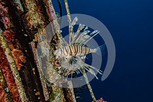 Lion fish in the Red Sea