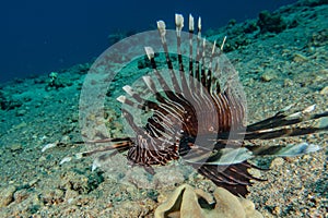 Lion fish in the Red Sea