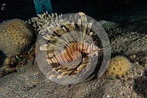 Lion fish in the Red Sea