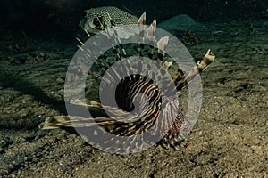 Lion fish in the Red Sea