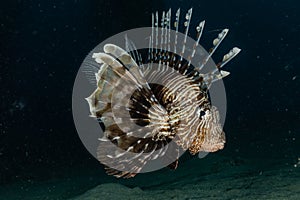 Lion fish in the Red Sea