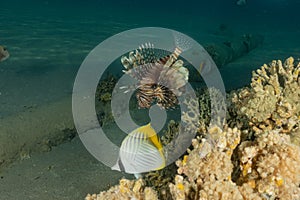 Lion fish in the Red Sea