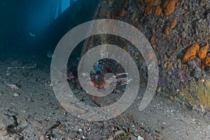 Lion fish in the Red Sea