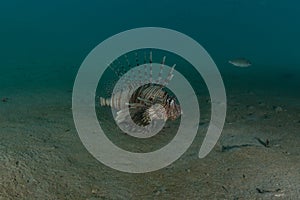 Lion fish in the Red Sea