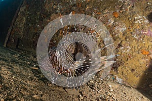 Lion fish in the Red Sea