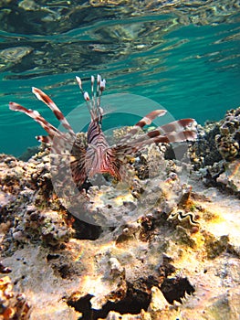 Lion Fish in the Red Sea.