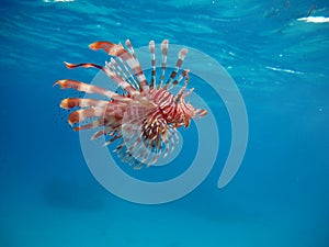 Lion Fish in the Red Sea.