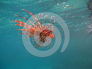 Lion Fish in the Red Sea.