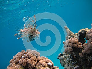 Lion Fish in the Red Sea.