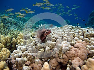 Lion Fish in the Red Sea.