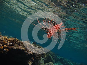 Lion Fish in the Red Sea.