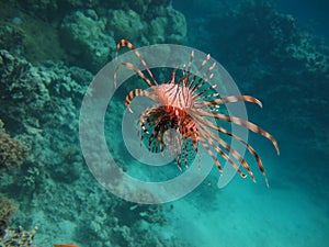 Lion Fish in the Red Sea.