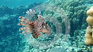 Lion Fish in the Red Sea.