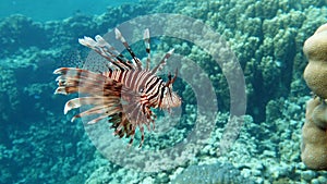 Lion Fish in the Red Sea.