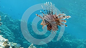 Lion Fish in the Red Sea.