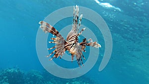 Lion Fish in the Red Sea.