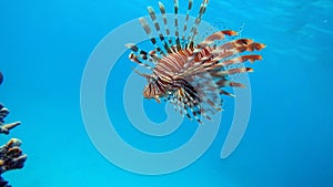 Lion Fish in the Red Sea.