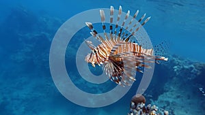 Lion Fish in the Red Sea.