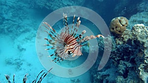 Lion Fish in the Red Sea.