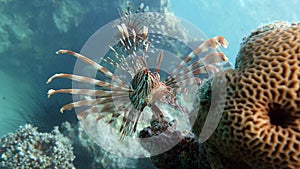 Lion Fish in the Red Sea.