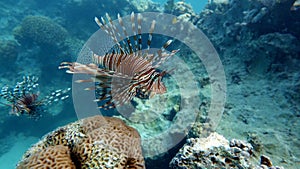 Lion Fish in the Red Sea.