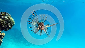 Lion Fish in the Red Sea.