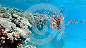 Lion Fish in the Red Sea.