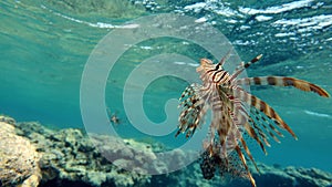 Lion Fish in the Red Sea.