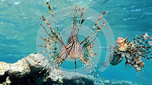 Lion Fish in the Red Sea.