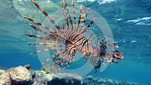 Lion Fish in the Red Sea.