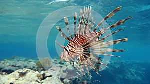 Lion Fish in the Red Sea.