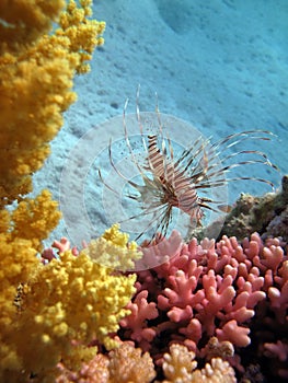 Lion Fish in the Red Sea.