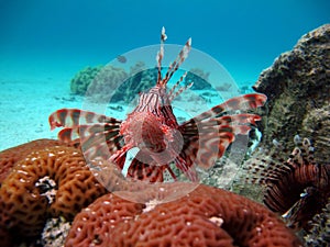 Lion Fish in the Red Sea.