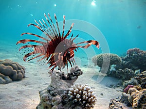 Lion Fish in the Red Sea in clear blue water hunting for food .