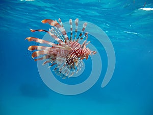 Lion Fish in the Red Sea in clear blue water hunting for food .