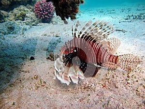 Lion Fish in the Red Sea in clear blue water hunting for food .