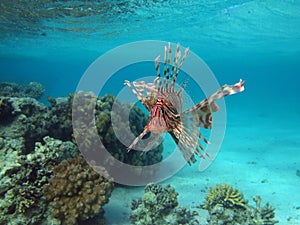 Lion Fish in the Red Sea in clear blue water hunting for food .