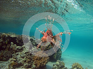 Lion Fish in the Red Sea in clear blue water hunting for food .