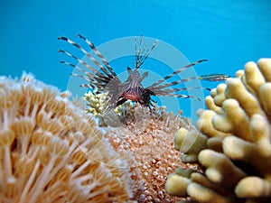 Lion Fish in the Red Sea in clear blue water hunting for food .