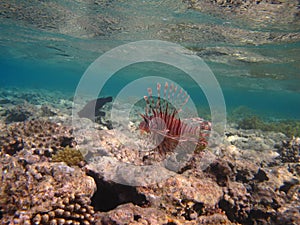 Lion Fish in the Red Sea in clear blue water hunting for food .