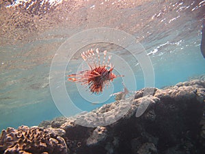 Lion Fish in the Red Sea in clear blue water hunting for food .